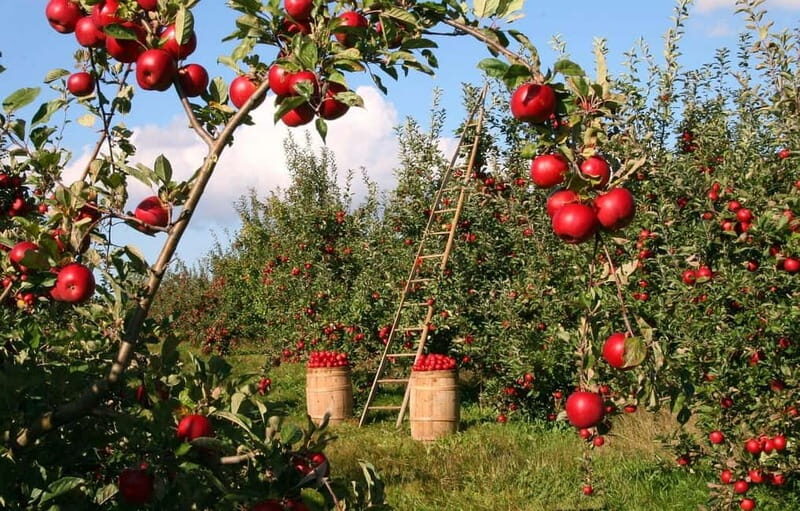 Corfu: Organic Farm and Olive Oil Tasting Tour - Introduction