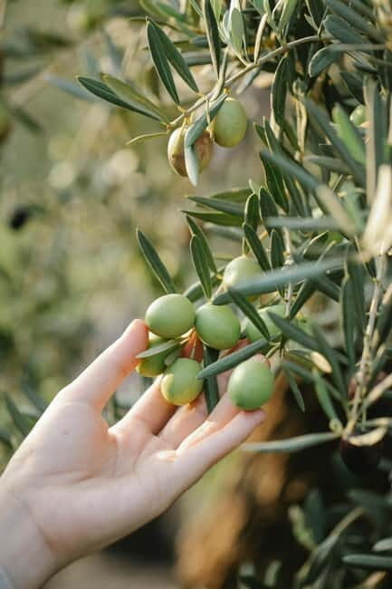 Corfu: Organic Farm and Olive Oil Tasting Tour - Detailed Breakdown of the Itinerary
