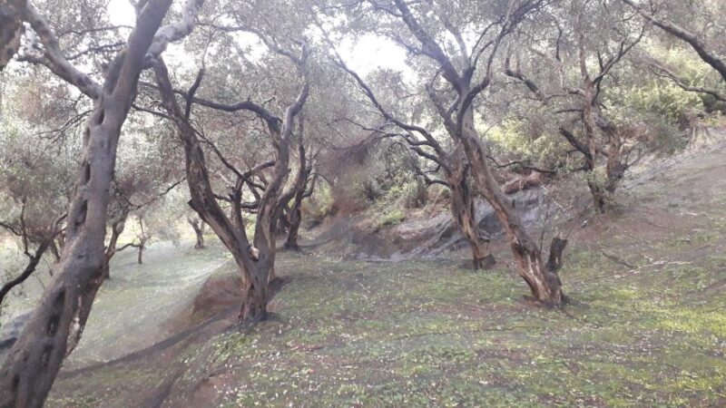 Corfu: Pelekas - Sinarades Villages Private Tour - Inclusions and Amenities