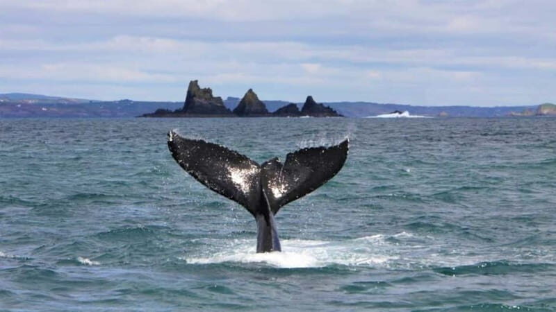 Cork: Fastnet Rock Lighthouse and Cape Clear Island Tour - Who Should Consider This Tour?