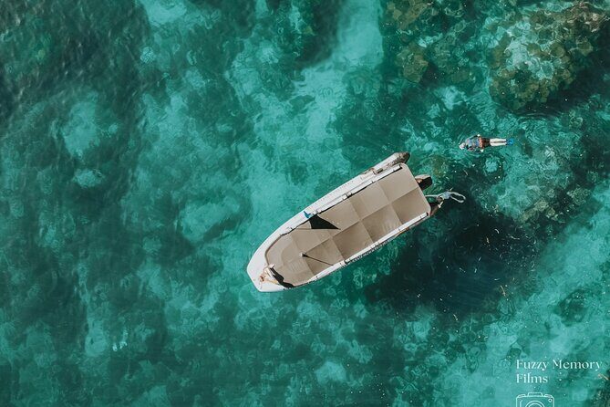 Coromandel Adventure and Wildlife Boat Tour to Aldermen Islands - An In-Depth Look at the Coromandel Adventure and Wildlife Boat Tour
