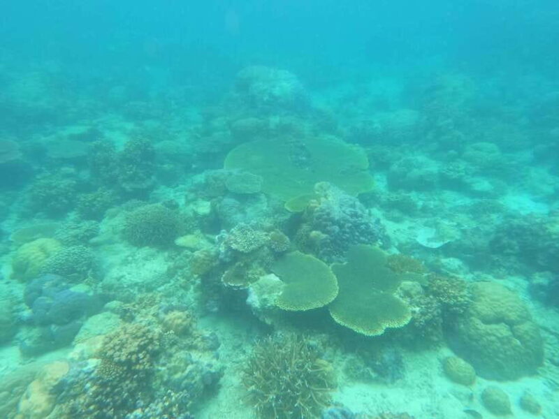 Coron: Dugong Watching with Sea Turtle and Coral Garden tour - An In-Depth Look at the Tour