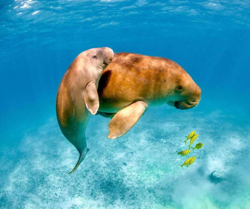 Coron: Dugong Watching with Sea Turtle and Coral Garden tour - Why the Price Is Fair Value