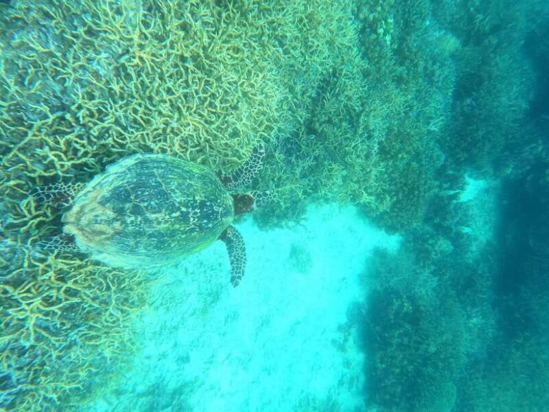 Coron: Dugong Watching with Sea Turtle and Coral Garden tour - Who Should Consider This Tour