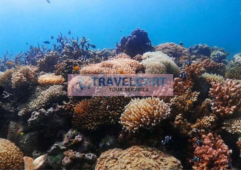 Coron Reef & Wrecks Tour - Key Points