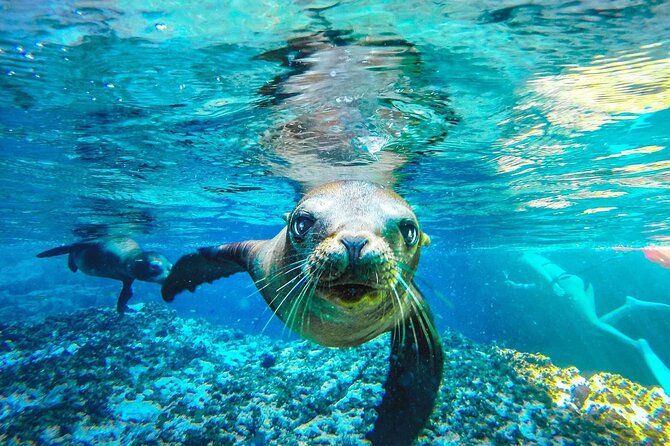 Coronado Island Adventure, Snorkeling & Picnic on the Beach - Frequently Asked Questions