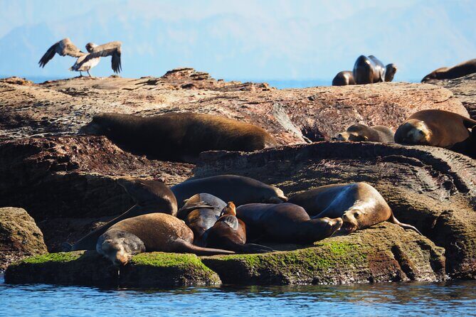 Coronado Island Visit and Sea Lions Swimming - Introduction: What This Tour Offers