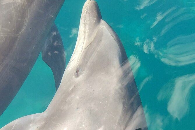 Coronado Island Visit and Sea Lions Swimming - Who Should Consider This Tour?