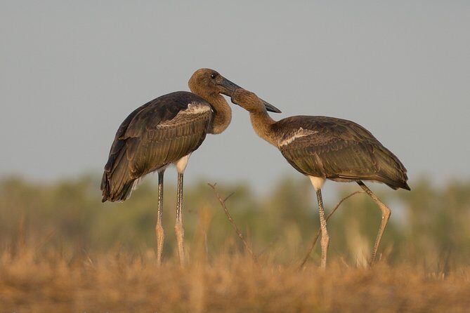 Corroboree Billabong Wetland Cruises - 1.5 hour Morning cruise - The Sum Up: Who Should Consider This Tour?