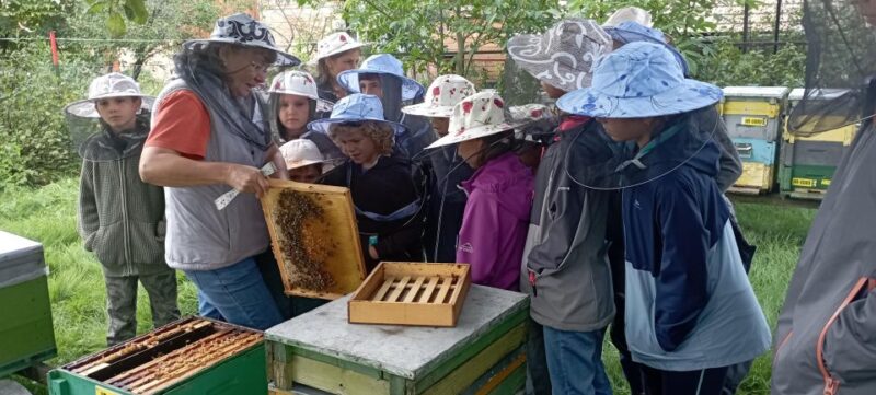 Corund, Hr: Visit to Bee-Keeper, Tasting & Hive-Opening - Experience Highlights