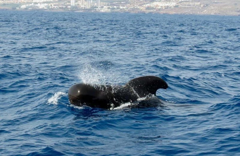 Costa-Adeje:, charter privado , excursion privada - The Sum Up