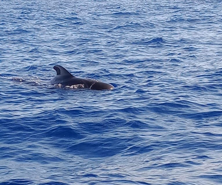 Costa Adeje: Whale and Dolphin-Watching Boat Excursion - Discovering the Costa Adeje Whale and Dolphin-Watching Tour
