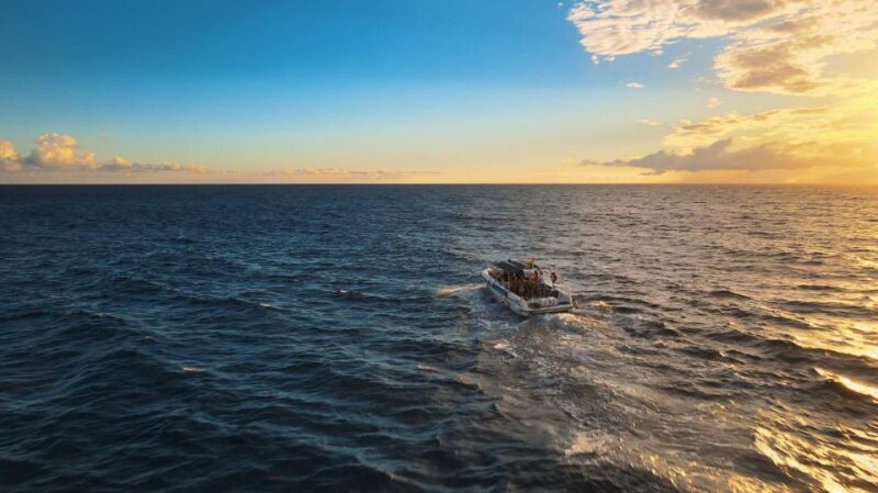 Costa Adeje: Whale and Dolphin-Watching Boat Excursion - Key Points