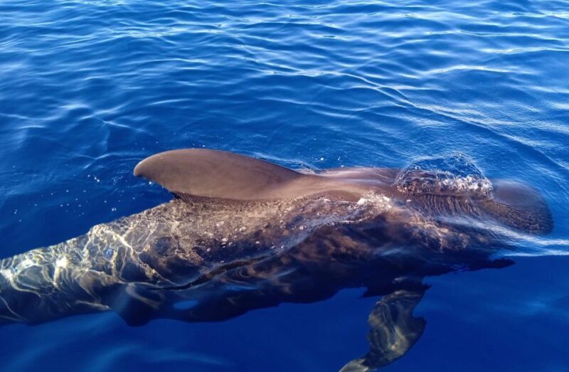 Costa Adeje: Whale and Dolphin-Watching Boat Excursion - Final Thoughts
