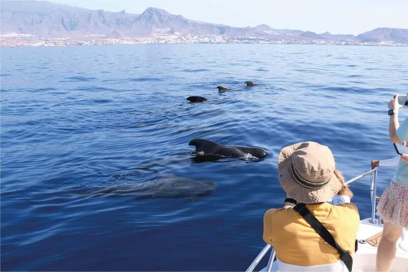 Costa Adeje: Whale Watching Eco Experience with Hydrophone. - Why This Tour Stands Out