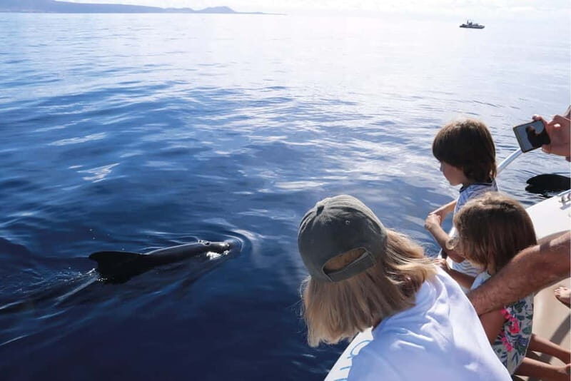 Costa Adeje: Whale Watching Eco Experience with Hydrophone. - Pricing and Value