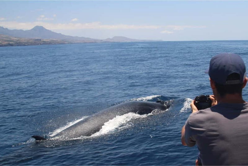Costa Adeje: Whale Watching Eco Experience with Hydrophone. - Who Should Consider This Tour?