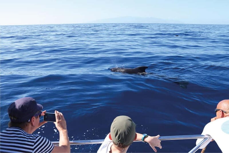 Costa Adeje: Whale Watching Eco Experience with Hydrophone. - The Sum Up