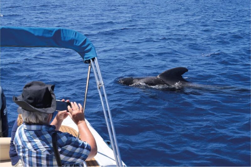 Costa Adeje: Whale Watching Eco Experience With Hydrophone. - Unique Location and Environmental Commitment