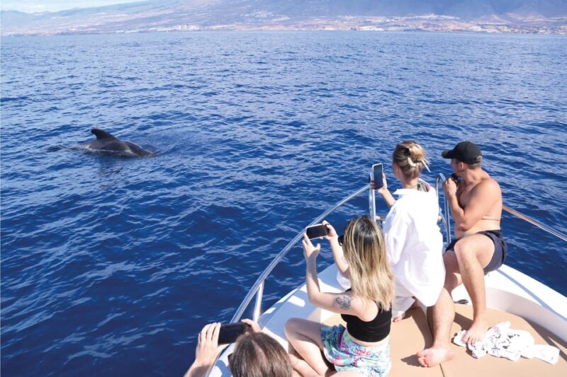 Costa Adeje: Whale Watching Eco Experience With Hydrophone. - Participation in Scientific Research