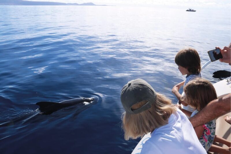 Costa Adeje: Whale Watching Eco Experience With Hydrophone. - What to Expect During the Tour