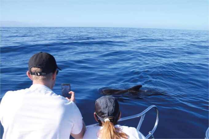Costa Adeje: Whale Watching Eco Experience With Hydrophone. - Frequently Asked Questions