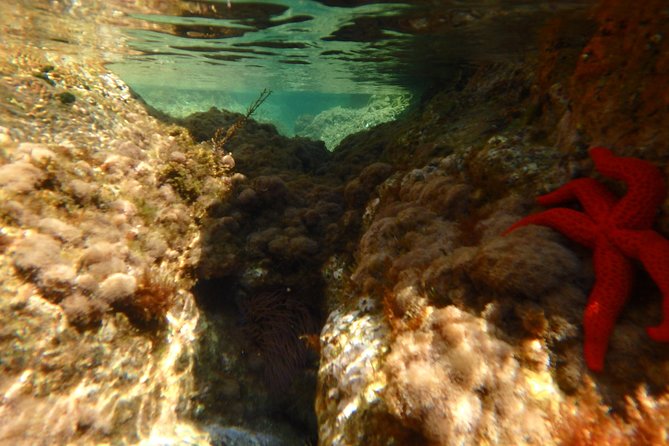 Costa Brava Day Adventure: Kayak, Snorkel & Cliff Jump With Lunch - Frequently Asked Questions