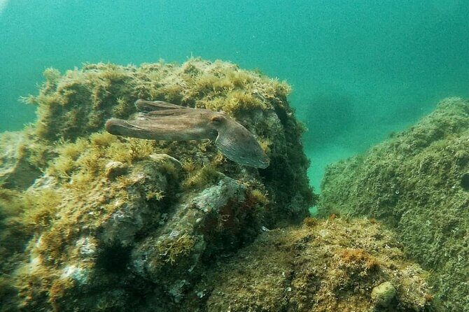 Costa Brava: Scuba Diving Tour, Lunch and a Visit to Tossa de Mar - FAQ