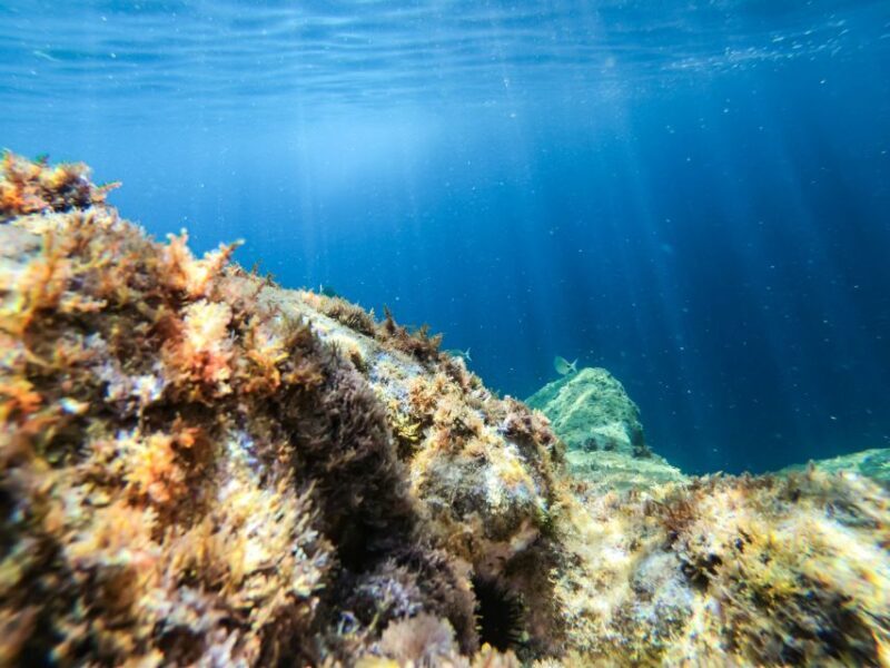 Costa Brava: Sea Caves Kayaking and Snorkeling Tour - The Value of This Experience