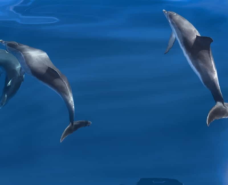 Costa Calma: Fuerteventura Dolphin Watching Boat Tour - Key Points