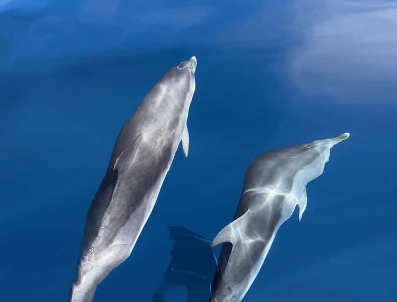 Costa Calma: Fuerteventura Dolphin Watching Boat Tour - What Travelers Say