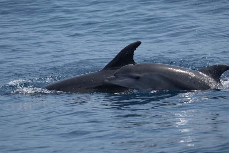 Costa Calma: Fuerteventura Dolphin Watching Boat Tour - Price and Value