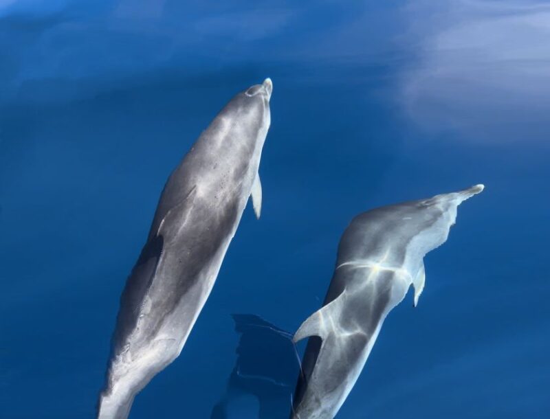 Costa Calma: Fuerteventura Dolphin Watching Zodiac Boat Tour - Availability and Booking