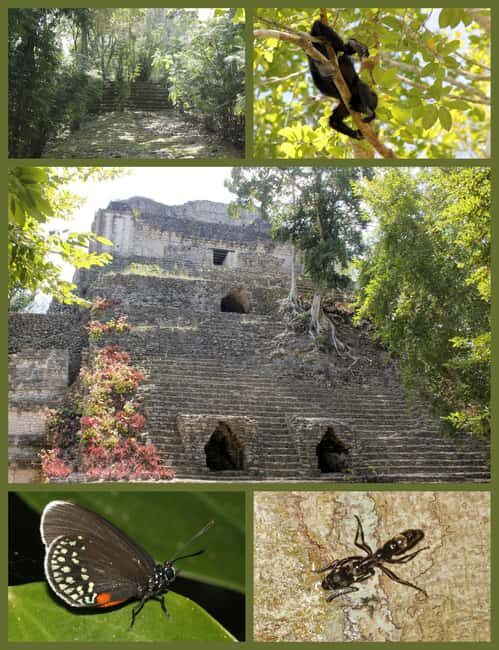 Costa Maya: Chacchoben Mayan Temples - Discovering the Chacchoben Mayan Temples: A Practical Guide for Curious Travelers