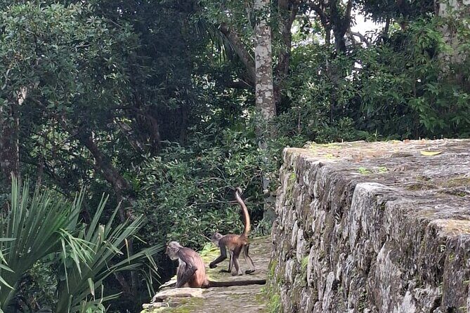 Costa Maya Chacchoben Ruins and the Fruit Market - Authentic Experiences and Traveler Feedback