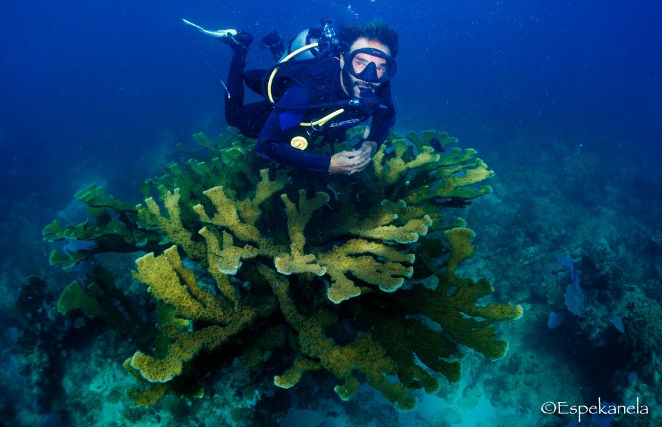 Costa Maya: Discover Scuba Diving Reef Experience - Activities and Inclusions