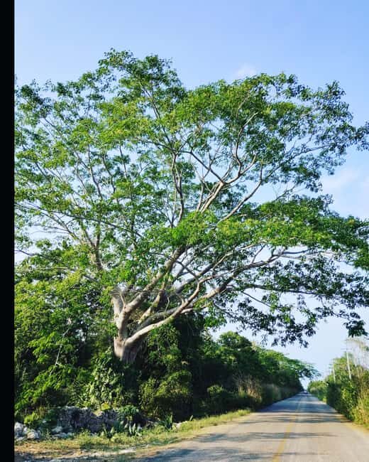 Costa Maya: Mayan ruins and jungle - Exploring the Chacchoben Mayan Site