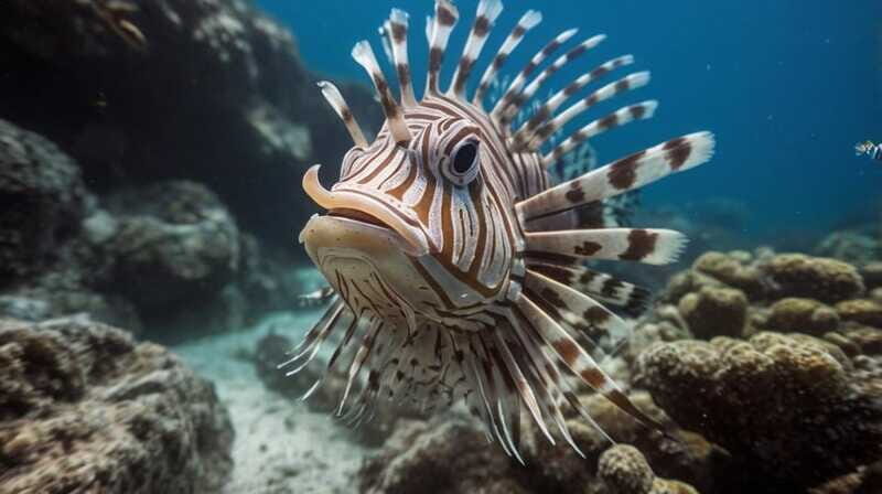 Costa Maya: Snorkeling Adventure by Boat with Photos - FAQ