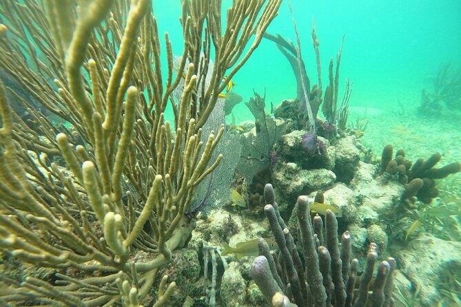 Costa Maya, snorkeling on the reef with fish, looking for turtles - What to Expect During the Tour