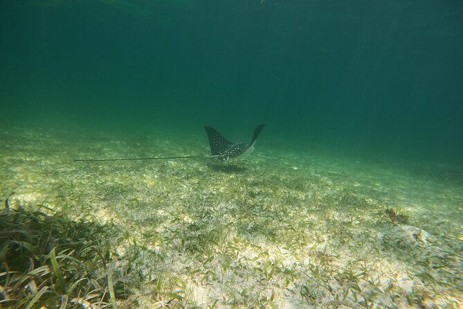 Costa Maya, snorkeling on the reef with fish, looking for turtles - Who Will Love This Tour?