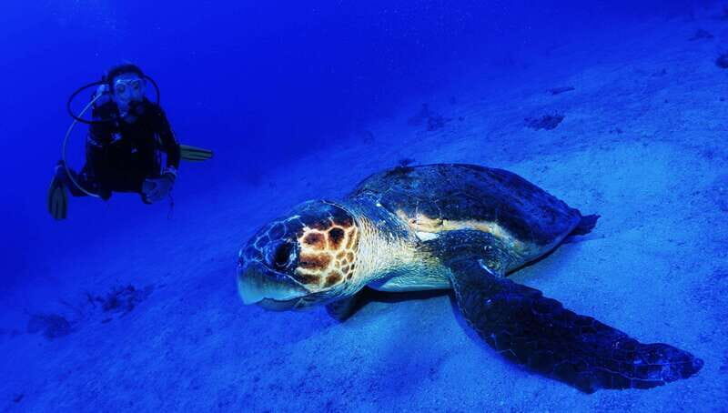 Costa Maya: Two Tank Fun Dive for Certified Divers - Introduction: Why This Dive Tour Might Be Just Right