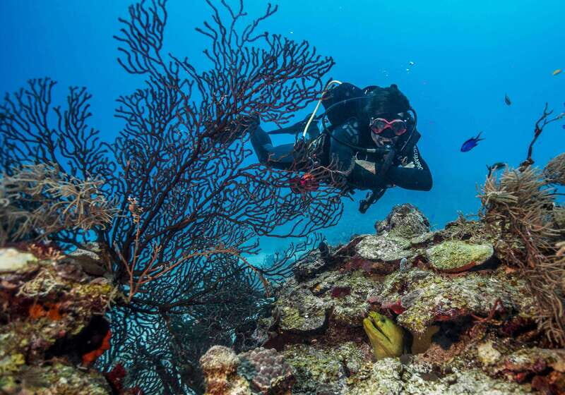 Costa Maya: Two Tank Fun Dive for Certified Divers - What Makes the Reefs Special? An Underwater Panorama