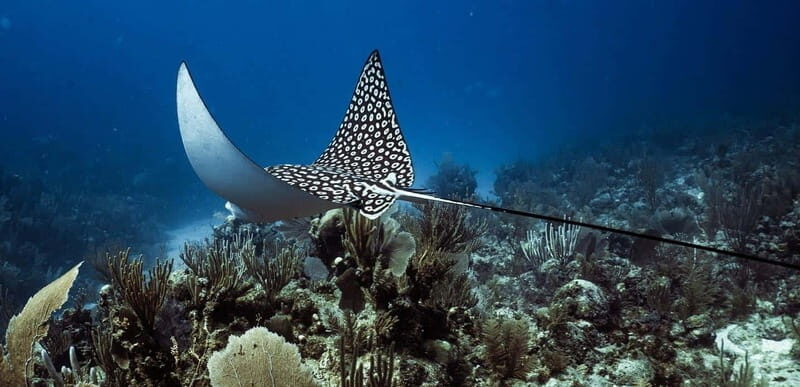 Costa Maya: Two Tank Fun Dive for Certified Divers - The Equipment and Comfort Level