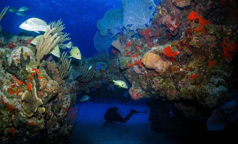 Costa Maya: Two Tank Fun Dive for Certified Divers - Final Thoughts: Is This Dive Tour Right for You?