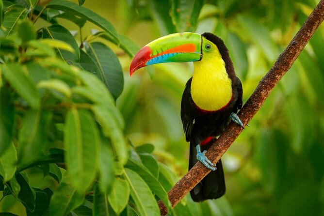 Costa Rica 6-in-1 Aerial Tram & Rainforest Adventure - Visits and Hiking
