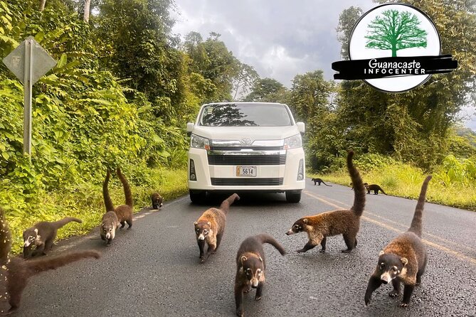 Costa Rica Private Airport Transfer - Pricing and Special Offers
