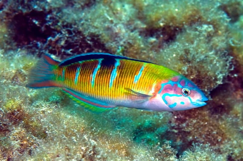 Costa Teguise: Guided 2-hour Snorkeling Tour for all levels - The Itinerary: What to Expect