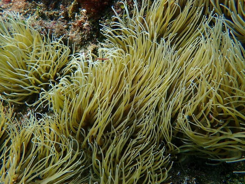 Costa Teguise: Guided 2-hour Snorkeling Tour for all levels - The Value of the Tour