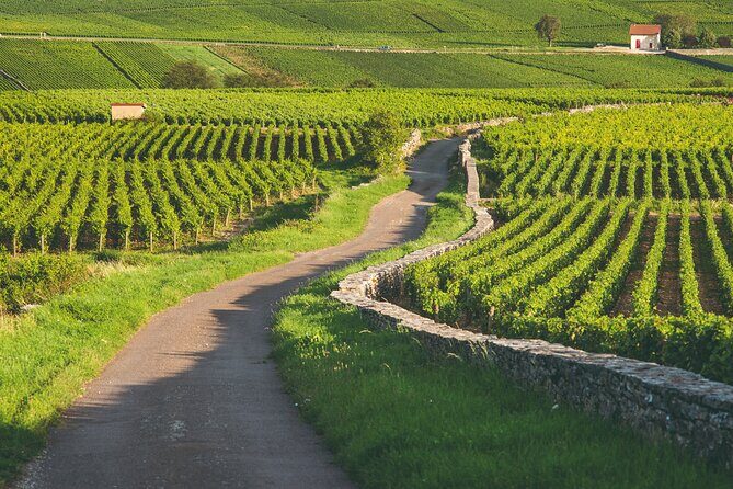 Côte de Beaune Half-Day Wine Tour from Dijon - An Introduction to Burgundy’s Charm