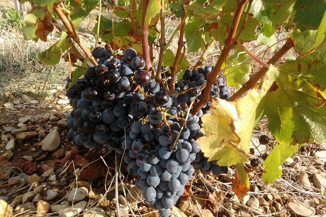 Cotes de Provence Wine Tour from Aix-en-Provence - Who Should Consider This Tour?